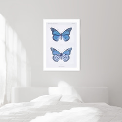 青い蝶の標本 アートポスター (54_blue_butterfly2) 2枚目の画像