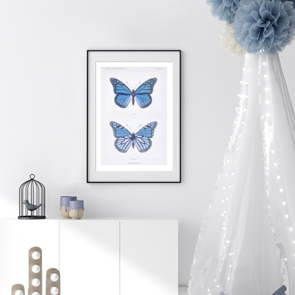 青い蝶の標本 アートポスター (54_blue_butterfly2) 6枚目の画像