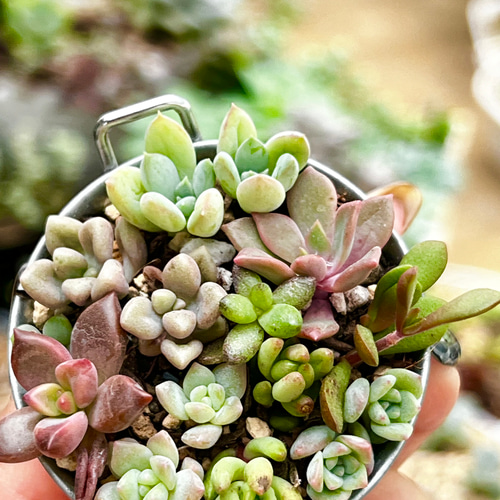 数量限定!!盛り合わせ寄せ植え＊多肉植物＊ハチごと発送 多肉