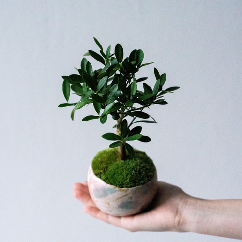 小品盆栽　金豆　キンズ 楽天市場】【 キンズ / 金豆 】 将来性抜群の素材 小品盆栽