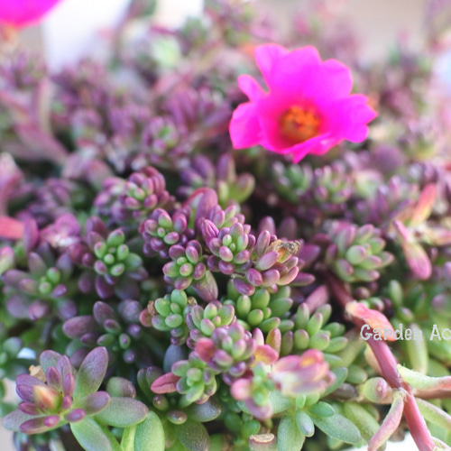 その他多肉植物 Cranky その他多肉植物 Cranky その他多肉植物 Cranky