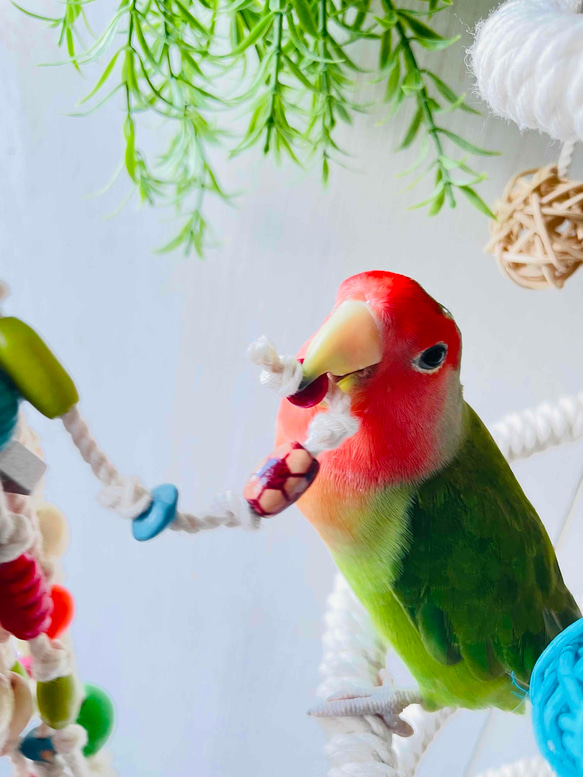 カラフルガシガシ小鳥おもちゃ　　インコおもちゃ　カラフル木 2枚目の画像