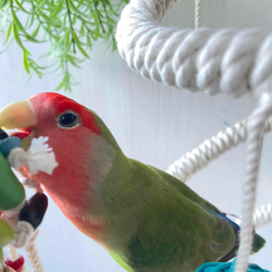 カラフルガシガシ小鳥おもちゃ　　インコおもちゃ　カラフル木 3枚目の画像