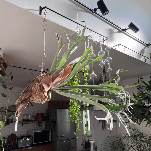 コウモリラン　ヴィーチー　流木ハンギング　現品 コウモリラン・ヴィーチー5号吊鉢 | [公式]e-花屋さん