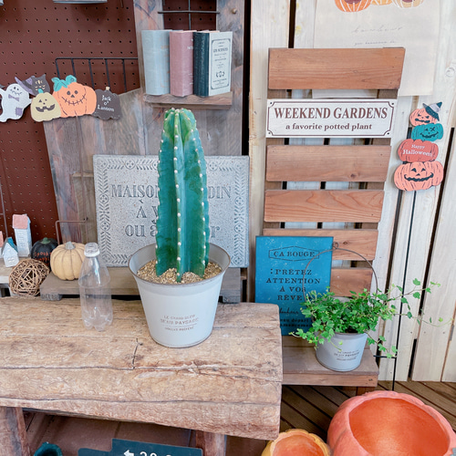 現品♡【柱サボテン】すてきなグレーベージュ系ブリキ鉢