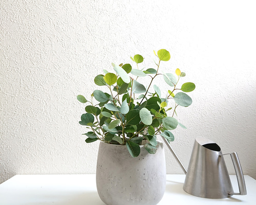 豪華ラッピング無料 f43d5dee62b615cfe0df75e02949d9 その他観葉植物