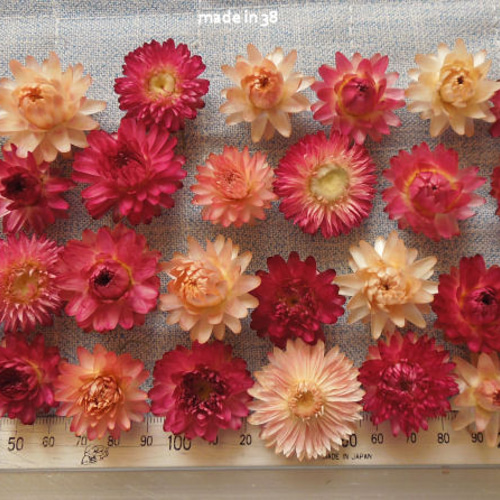 ドライフラワー 貝細工（ヘリクリサム） 30個 大きさばらばら 材料  