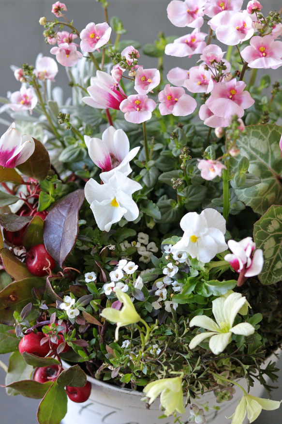 ふんわりピンク❤︎春のキュートなブリキ寄せ植え 4枚目の画像