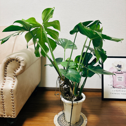 現品］【希少】モンステラ 斑入り 7号 幹上がり 観葉植物 室内 育て