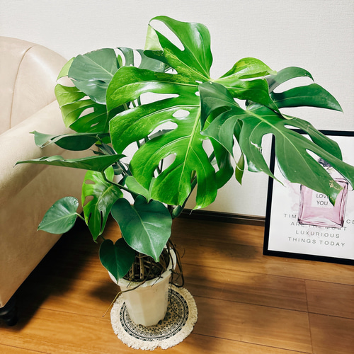 現品］【希少】モンステラ 斑入り 7号 幹上がり 観葉植物 室内