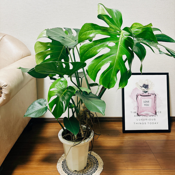［現品］【希少】5番　モンステラ　斑入り　7号　レア　観葉植物　室内　鉢受け皿付 現品］【希少】5番 モンステラ 斑入り 7号 レア 観葉植物 室内