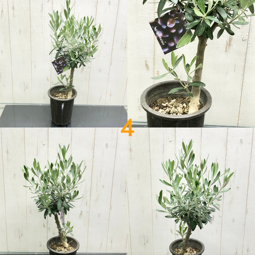 m*r様 オリーブの木,た植物/観葉植物 シプレッシーノ『特大、綺麗な樹形。樹高 オリーブの木,た植物/観葉植物 シプレッシーノ『特大、綺麗な樹