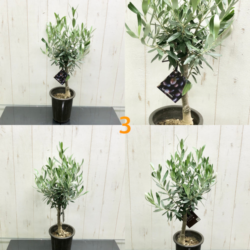 j オリーブの木　シプレッシーノ オリーブの木 シプレッシーノのおすすめ人気商品一覧 通販