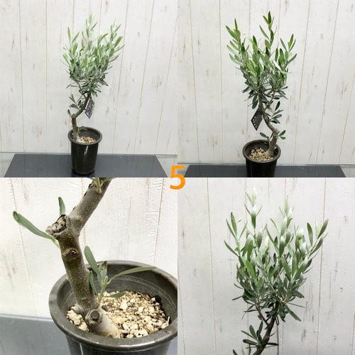 盆栽】オリーブの木 古木盆栽仕立て シプレッシーノ 4.5号