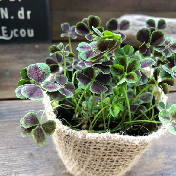 幸せのクローバー♡四つ葉のクローバー♡ガーデニング♡観葉植物 5枚目の画像