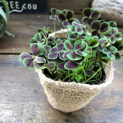 幸せのクローバー♡四つ葉のクローバー♡ガーデニング♡観葉植物 1枚目の画像