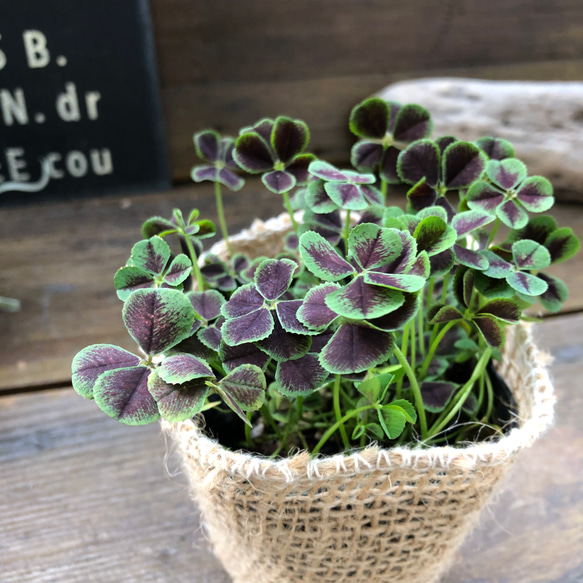 幸せのクローバー♡四つ葉のクローバー♡ガーデニング♡観葉植物 10枚目の画像