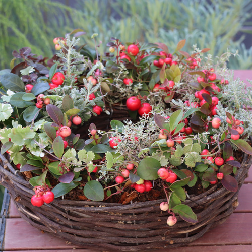 チェッカーベリーたっぷりのリース形寄せ植え＊* その他インテリア雑貨