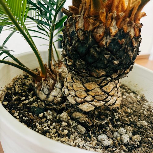 現品］【希少】キンカン ソテツ 斑入り 8号 金環 蘇轍 観葉植物