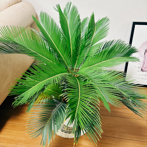 現品］【希少】キンカン ソテツ 斑入り 8号 金環 蘇轍 観葉植物