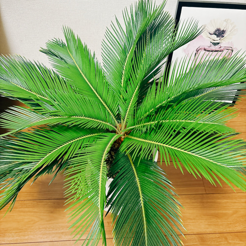 現品］【希少】キンカン ソテツ 斑入り 8号 金環 蘇轍 観葉植物