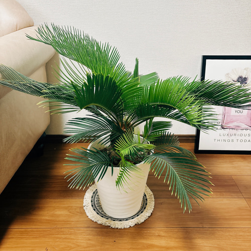 現品］【希少】キンカン ソテツ 斑入り 8号 金環 蘇轍 観葉植物