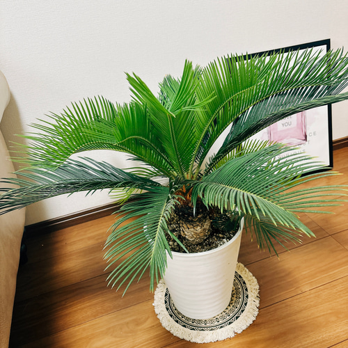 現品］【希少】キンカン ソテツ 斑入り 8号 金環 蘇轍 観葉植物