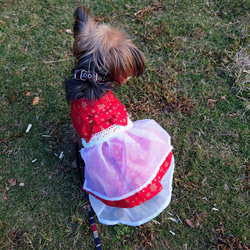 着せやすい犬服★クリスマスの二段フリルドレスオーダーメイドで★ワンピース 4枚目の画像