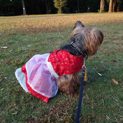 着せやすい犬服★クリスマスの二段フリルドレスオーダーメイドで★ワンピース 5枚目の画像