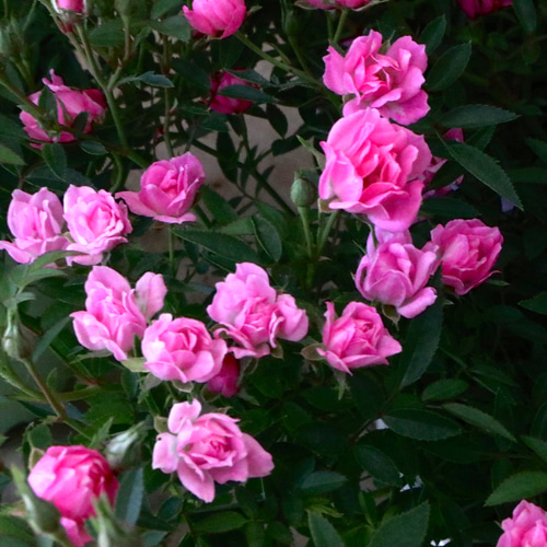 四季咲き♡ほほえみ♡ミニバラ♡極小輪バラ♡4号鉢♡ アートフラワー