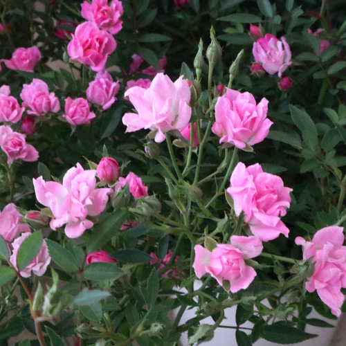 四季咲き♡ほほえみ♡ミニバラ♡極小輪バラ♡4号鉢♡ アートフラワー