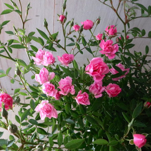 エマリーエ♡薔薇のケープ♡9号 ERUKEI/S9003/ワンピース/パーティ/結婚式/二次会/ナイトドレス