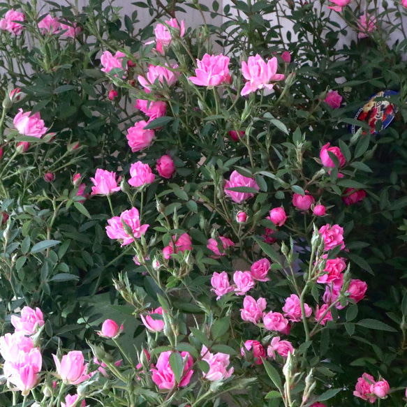 エマリーエ♡薔薇のケープ♡9号 ⑨ ほほえみルージュ 極小輪 ミニバラ 3寸ポット 四季咲き 薔薇