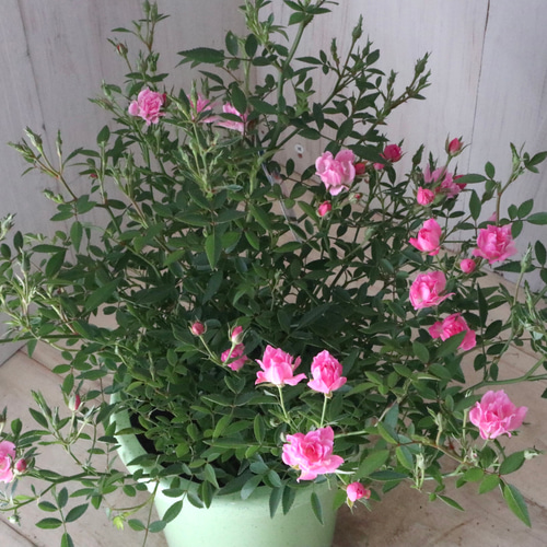 四季咲き♡ほほえみ♡ミニバラ♡極小輪バラ♡4号鉢♡ アートフラワー