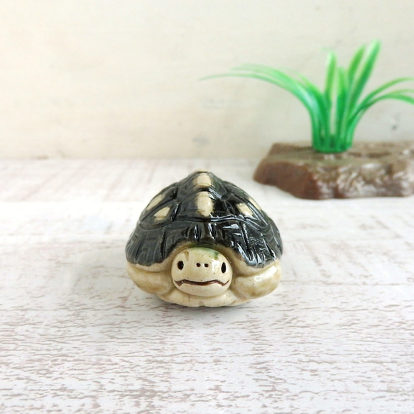 まるぺこ。。  カメオ2点セット まるぺこ。。 カメオ2点セット Amazon.co.jp: 【セット商品