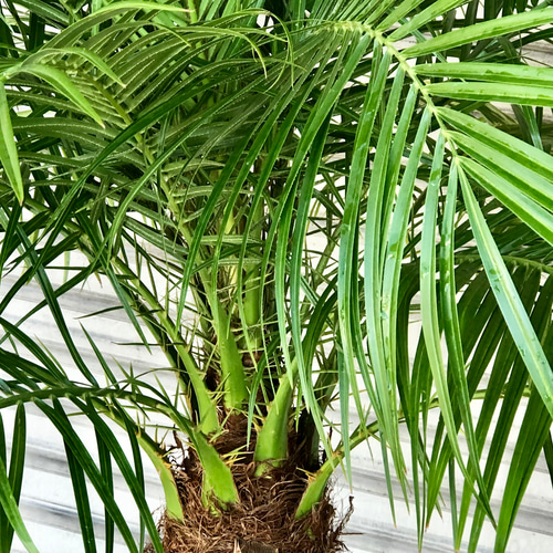 【現品】フェニックス・ロベリニー　8号サイズ　H5番 観葉植物 フェニックスロベレニー 8号 ベータ キューブ