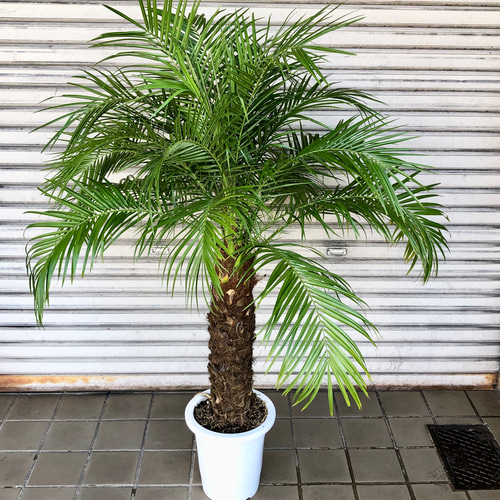 フェニックス ロベレニー 8号 その他インテリア雑貨 PLANTS SHOP