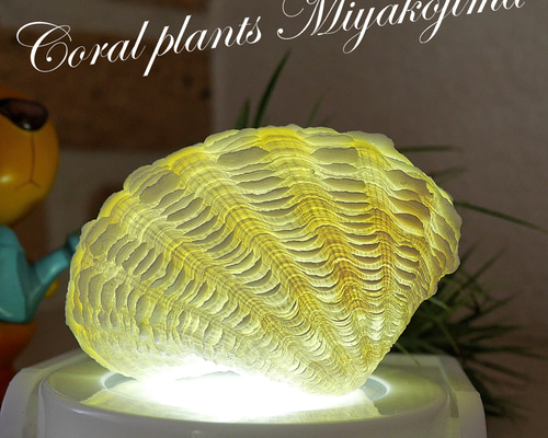 シャコ貝のルームランプ 極小サイズ 激美！ 宮古島産 シャコ貝 素材販売 照明器具は別売りです