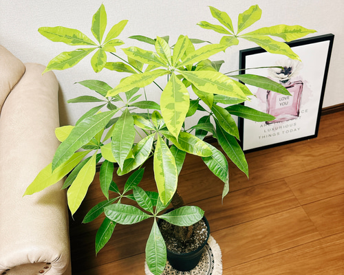 超激レアもの‼️パキラムーンライト❗️斑入り‼️高さ82◎！幹太樹形綺麗！接木！ 8f30e9f4e87d91582534dbebc872ad