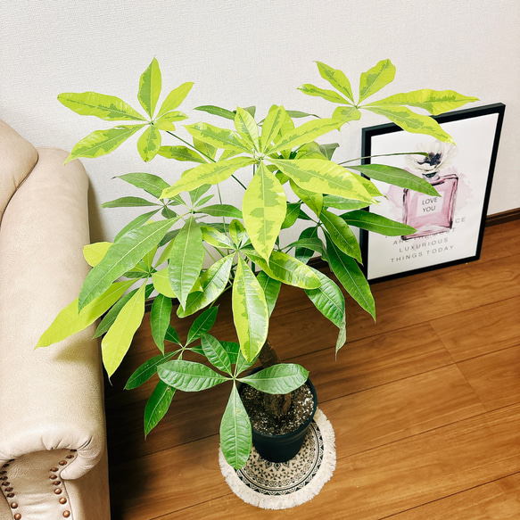 パキラ ムーンライト接木苗 斑入り パキラ