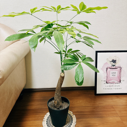 パキラ ムーンライト接木苗 斑入り パキラ