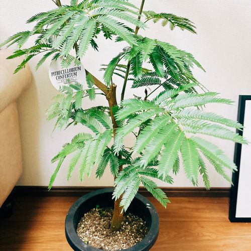 現品］人気！ エバーフレッシュ 8号 観葉植物 室内 大型 プラスチック