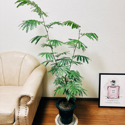 現品］人気！ エバーフレッシュ 8号 観葉植物 室内 大型 プラスチック