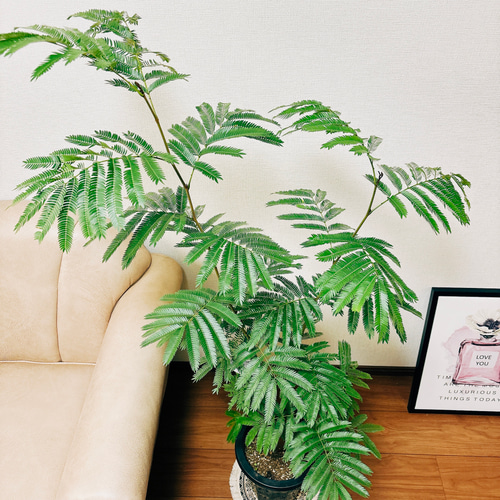 現品］人気！ エバーフレッシュ 8号 観葉植物 室内 大型 プラスチック