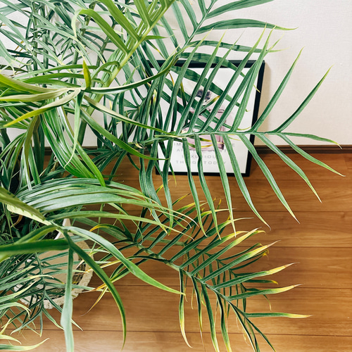 フィロデンドロン トータム 大株 現品］大株！ フィロデンドロン トータム 10号 観葉植物 室内 大型