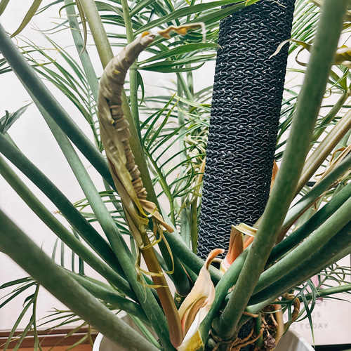 現品］大株！ フィロデンドロン トータム 10号 観葉植物 室内 大型