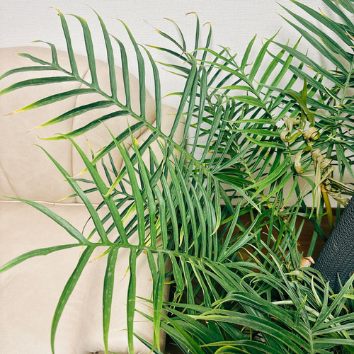 現品］大株！ フィロデンドロン トータム 10号 観葉植物 室内 大型