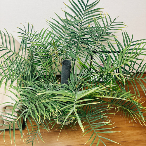 現品］大株！ フィロデンドロン トータム 10号 観葉植物 室内 大型