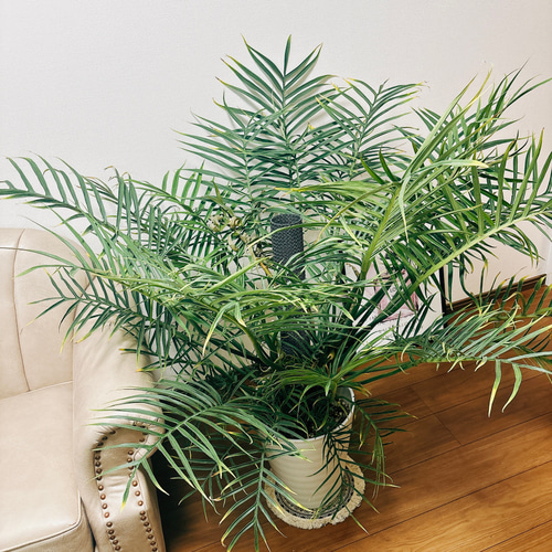 特大　フィロデンドロン　トータム　7号鉢 フィロデンドロン：トータム 7号鉢植え の通販 | 園芸ネット