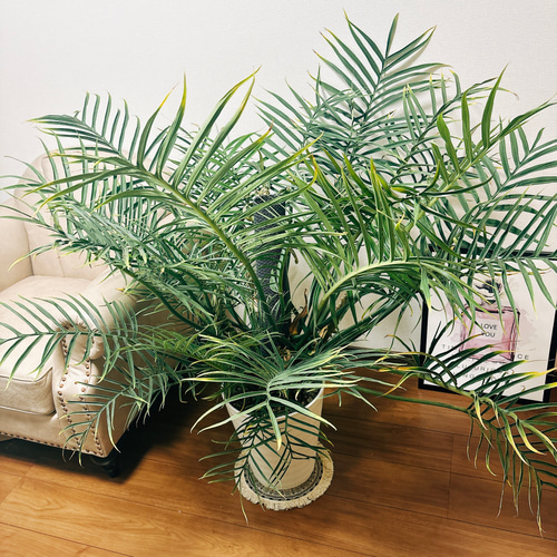 現品］大株！ フィロデンドロン トータム 10号 観葉植物 室内 大型